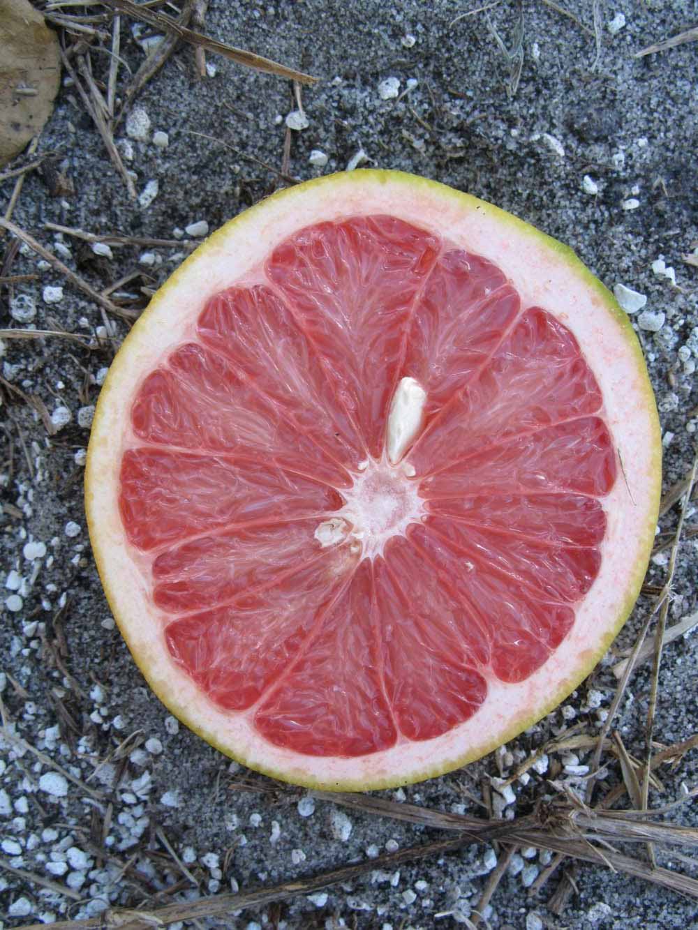            Fruit cross-section of  Citrus paradisi       (Rio Red,   Winter Haven, FL)   